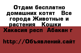 Отдам бесплатно домашних котят - Все города Животные и растения » Кошки   . Хакасия респ.,Абакан г.